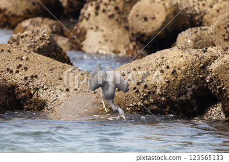 Kurosagi Kurosagi 123565133