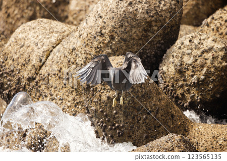 Kurosagi Kurosagi 123565135