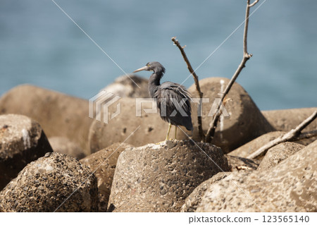 Kurosagi Kurosagi 123565140