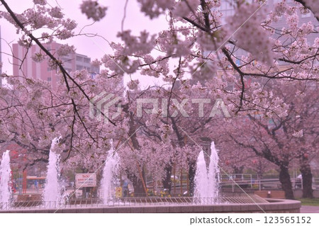 錦糸公園櫻花 錦糸公園櫻花 123565152