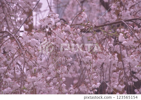 櫻花接近背景模糊 櫻花接近背景模糊 123565154