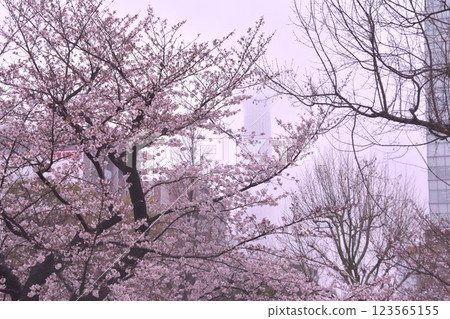 櫻花 櫻花 櫻花盛開 天空樹 櫻花 櫻花 櫻花盛開 天空樹 123565155
