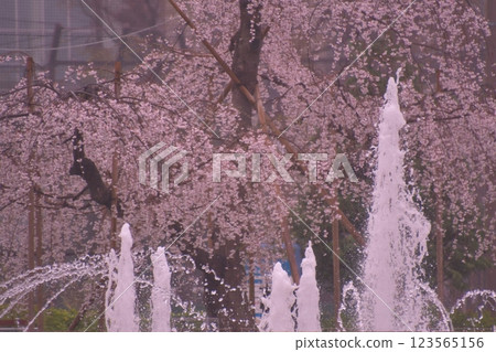 錦糸公園櫻花 錦糸公園櫻花 123565156