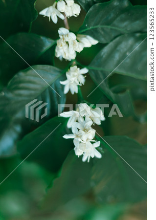 Close up coffee blossom 123565233