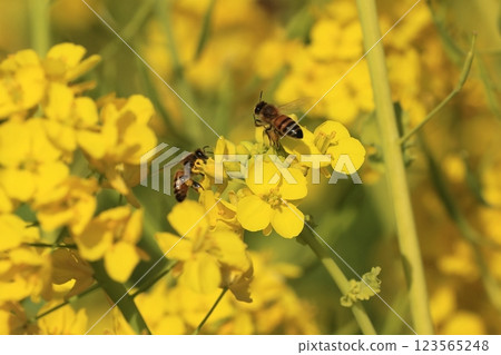 Two bees in a rapeseed field Two bees in a rapeseed field 123565248