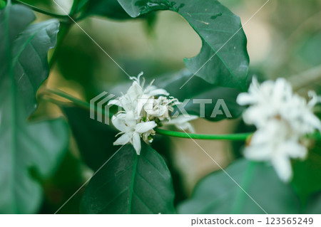 Close up coffee blossom Close up coffee blossom 123565249