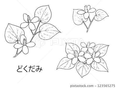 Dokudami line drawing illustration set 123565275