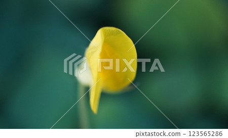 Golden Orchid Petals (Burkart's peanut-Arachis burkartii) in Soft Focus Golden Orchid Petals (Burkart's peanut-Arachis burkartii) in Soft Focus 123565286