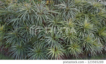 Lush Array of Spiky Green Foliage Lush Array of Spiky Green Foliage 123565289