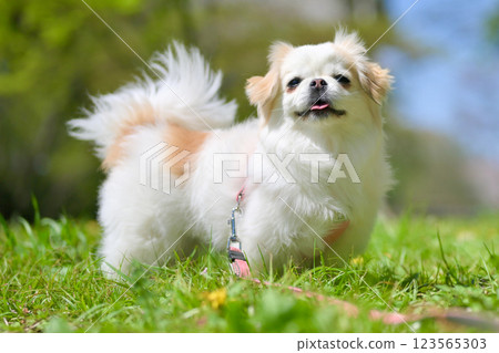 Chihuahua walking in the park 123565303