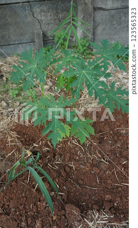a small papaya sprout emerging from the soil, symbolizing growth and new life a small papaya sprout emerging from the soil, symbolizing growth and new life 123565323