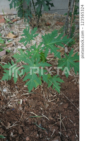 a small papaya sprout emerging from the soil, symbolizing growth and new life a small papaya sprout emerging from the soil, symbolizing growth and new life 123565324