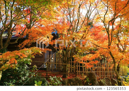Azumaya wrapped in autumn leaves 123565353