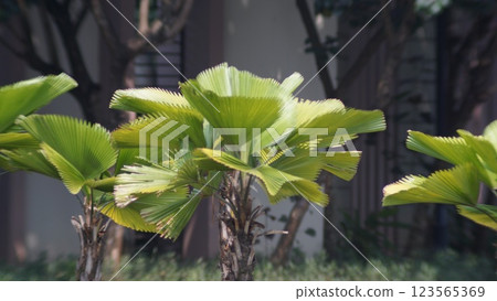 Vibrant Tropical Fan Palm (Palas palm-Licuala peltata var.peltata) Leaves 123565369