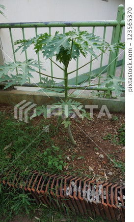 a small papaya sprout emerging from the soil, symbolizing growth and new life a small papaya sprout emerging from the soil, symbolizing growth and new life 123565370