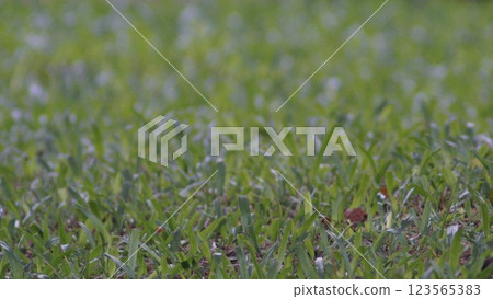 A peaceful summer morning with green grass swaying gently in the wind 123565383