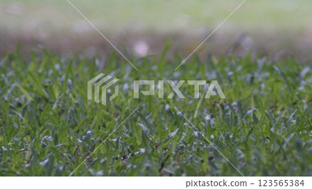 A peaceful summer morning with green grass swaying gently in the wind 123565384