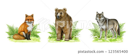 Forest wild animals on grassy ground painted illustration set. Hand drawn vintage style watercolor illustration. Grey wolf, grizzly bear, red fox forest animal on green grassy ground collection Forest wild animals on grassy ground painted illustration set. Hand drawn vintage style watercolor illustration. Grey wolf, grizzly bear, red fox forest animal on green grassy ground collection 123565400