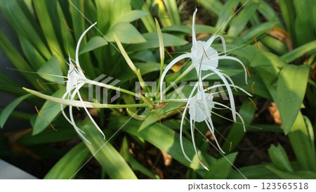 White flowering plant (Beach spider lily-Hymenocallis littoralis) White flowering plant (Beach spider lily-Hymenocallis littoralis) 123565518