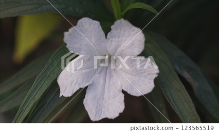 Close-up of white flowering plant (Night blooming wild petunia-Reullia noctiflora) Close-up of white flowering plant (Night blooming wild petunia-Reullia noctiflora) 123565519
