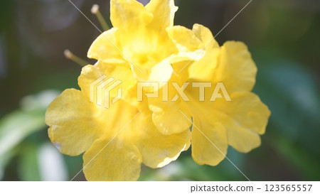 Close up of yellow flower (Latrobei's trumpet-Tecoma latrobei) Close up of yellow flower (Latrobei's trumpet-Tecoma latrobei) 123565557