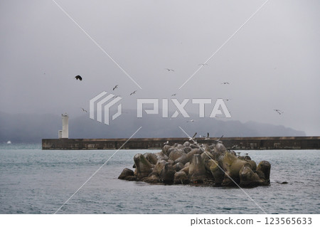 黑尾鷗飛過冬季港口（出雲市） 123565633