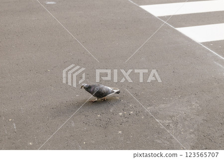 A pigeon walking leisurely along the road A pigeon walking leisurely along the road 123565707