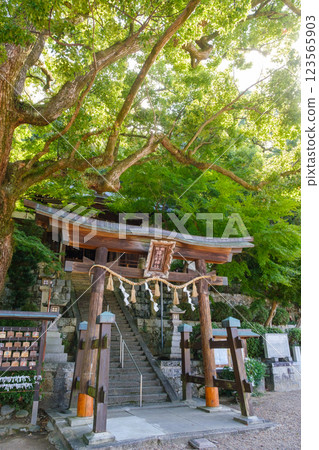 The grounds of the shrine covered in fresh greenery - Takuhikotakuhime Shrine 123565903