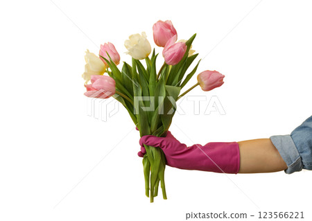 Spring cleaning, bouquet of tulips in a hand in a rubber glove isolated on a white background, PNG Spring cleaning, bouquet of tulips in a hand in a rubber glove isolated on a white background, PNG 123566221