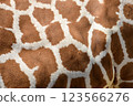 Close-up of giraffe pattern 123566276