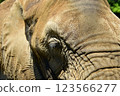 Close-up of an elephant's eyes 123566277
