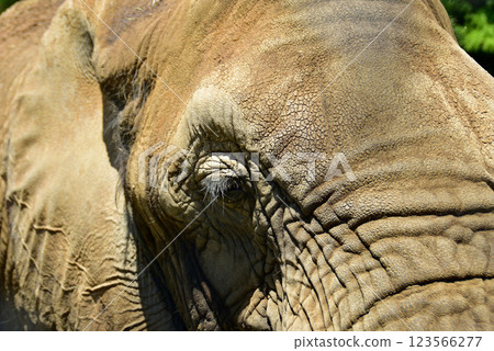 大象眼睛的特寫 大象眼睛的特寫 123566277