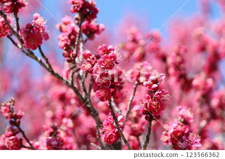 Red-bloom in full bloom Red-bloom in full bloom 123566362