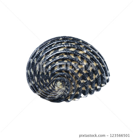 Spiral Neritodryas cornea shell close-up Spiral Neritodryas cornea shell close-up 123566501