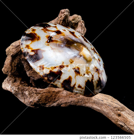 Lottia pelta or the shield limpet shell on driftwood Lottia pelta or the shield limpet shell on driftwood 123566505