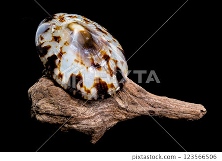 Lottia pelta or the shield limpet shell on driftwood 123566506