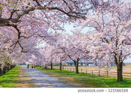 旭舟川沿岸的櫻花樹 旭舟川沿岸的櫻花樹 123566589