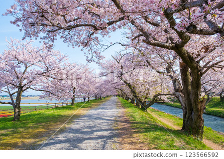 Cherry blossom trees along Asahifuna River 123566592