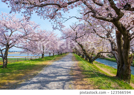 Cherry blossom trees along Asahifuna River Cherry blossom trees along Asahifuna River 123566594