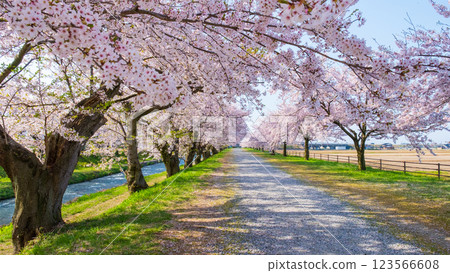 旭舟川沿岸的櫻花樹 123566608