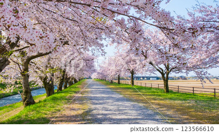 旭舟川沿岸的櫻花樹 旭舟川沿岸的櫻花樹 123566610