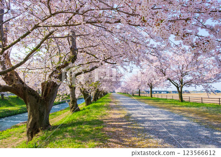 旭舟川沿岸的櫻花樹 123566612