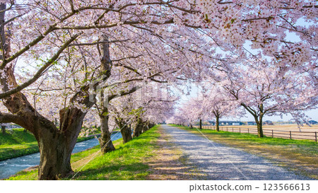 Cherry blossom trees along Asahifuna River Cherry blossom trees along Asahifuna River 123566613