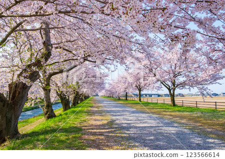 Cherry blossom trees along Asahifuna River Cherry blossom trees along Asahifuna River 123566614