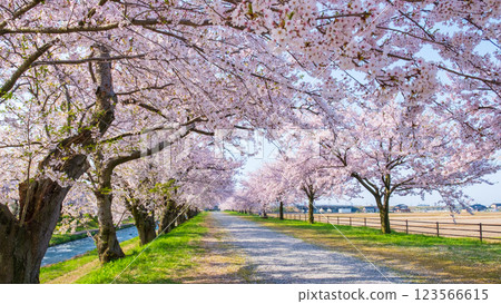 Cherry blossom trees along Asahifuna River Cherry blossom trees along Asahifuna River 123566615