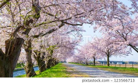 Cherry blossom trees along Asahifuna River Cherry blossom trees along Asahifuna River 123566713