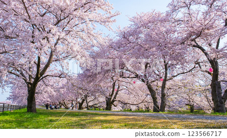 Cherry blossom trees along Asahifuna River 123566717