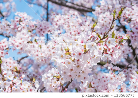 Cherry Blossoms Cherry Blossoms 123566775