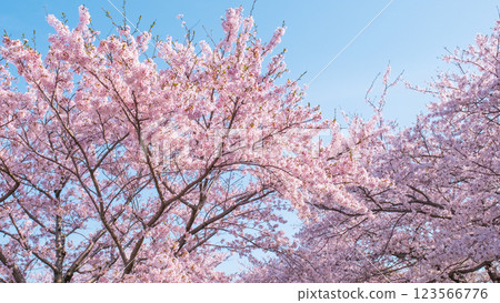 Cherry blossoms in full bloom (Asahi-Funa River) 123566776