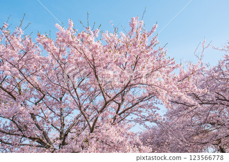 Cherry blossoms in full bloom (Asahi-Funa River) 123566778